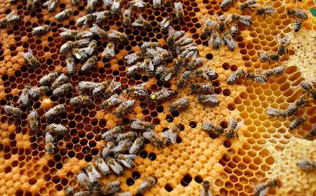 Pamiętajcie o pszczołach! Światowy Dzień Ziemi z Pasiekami Rodziny Sadowskich